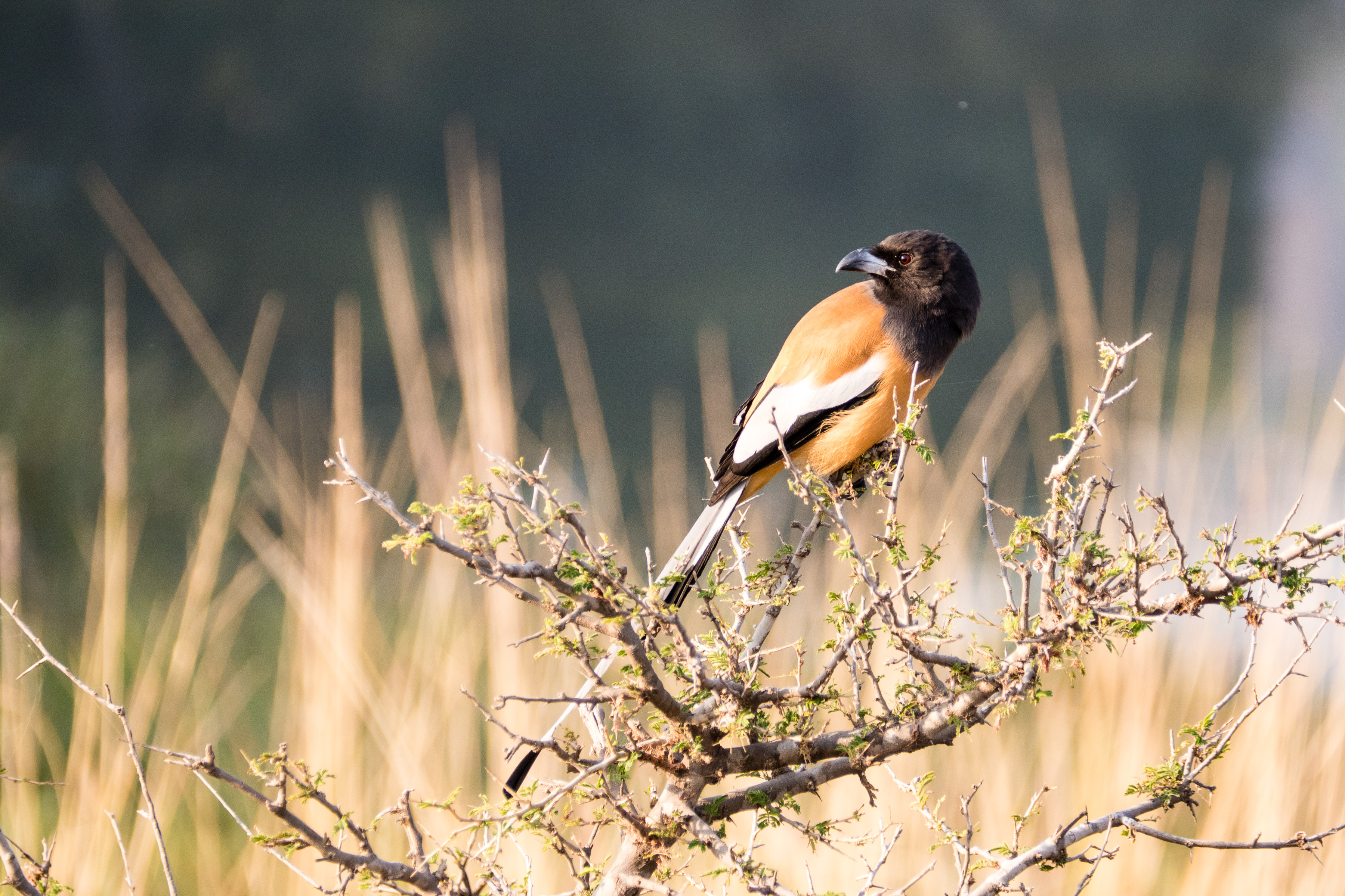 07 Ranthambore 13